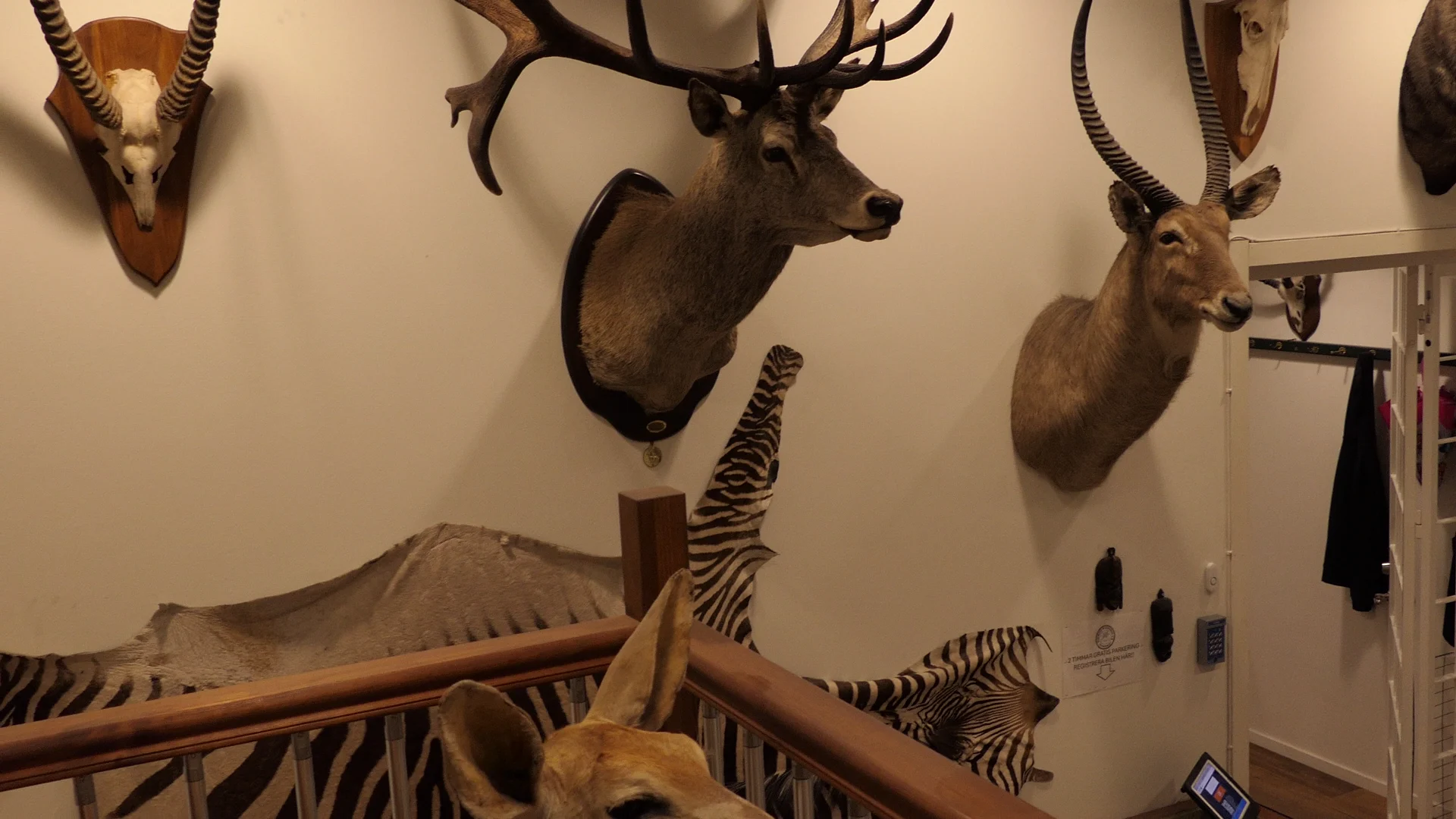 Detaljer vid trätrappan och butikens historiska djurmontage